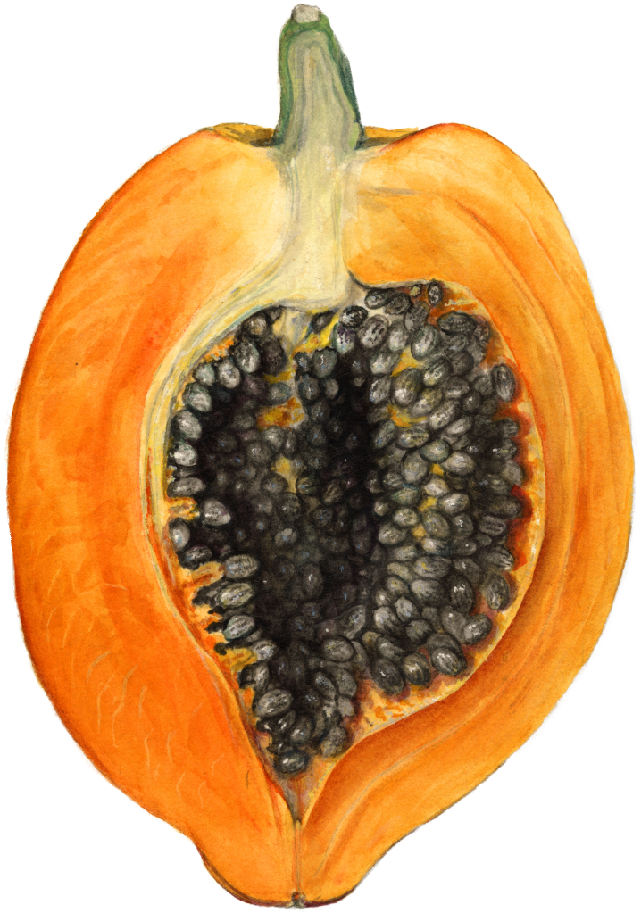 Better With Headphones - Carica Papaya Botanical Illustrator (1024x1024), Png Download