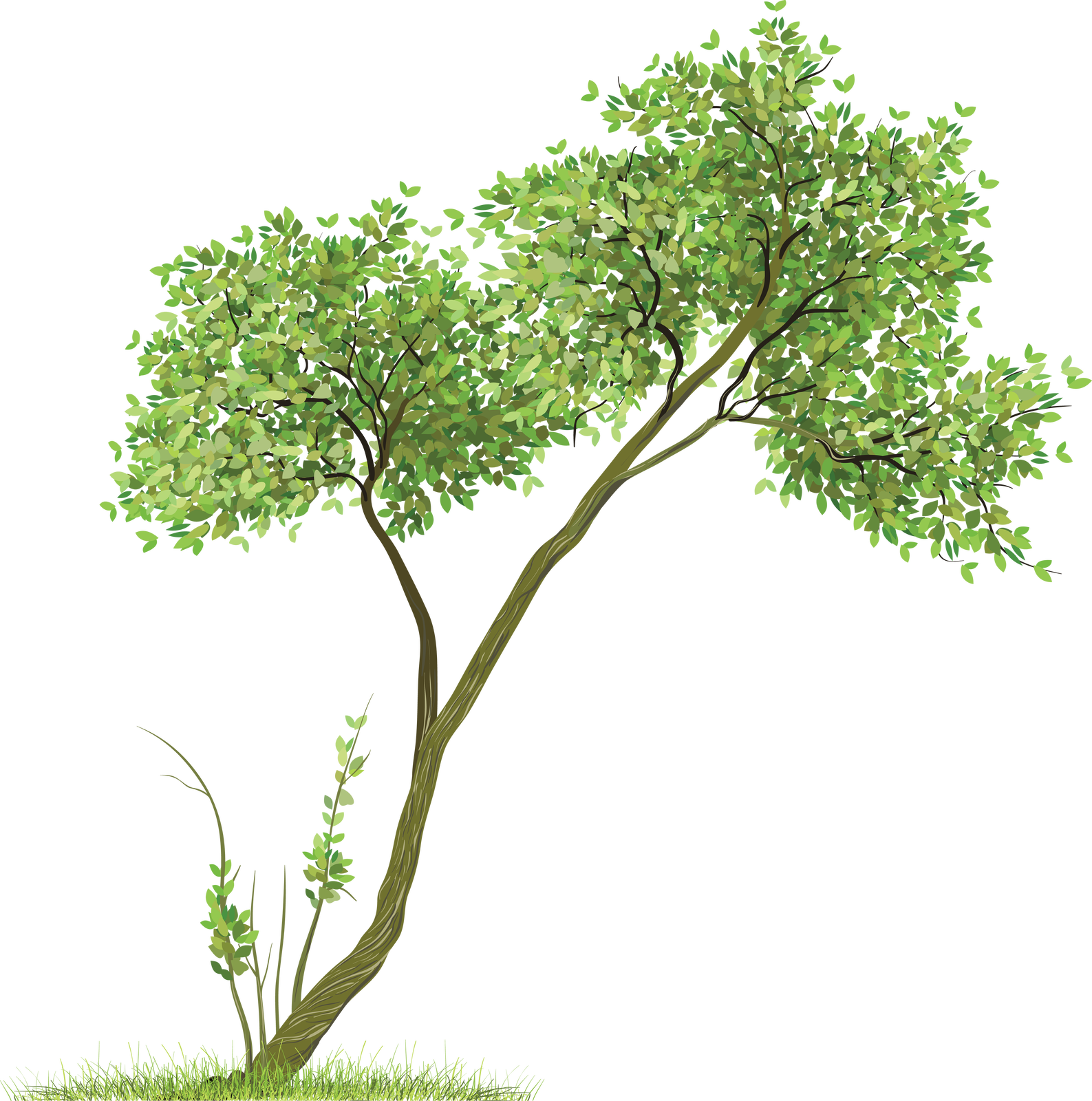 Transparent Tree Png Clipart - Trees Png (1335x1212), Png Download