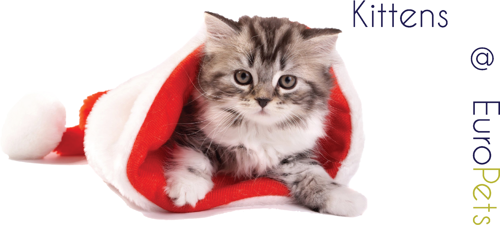 Kitten - Cat With Xmas Cap (2270x1024), Png Download