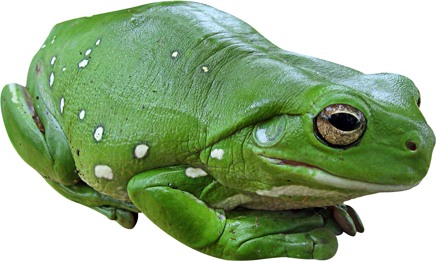 Transparent Frog Png (1600x1023), Png Download
