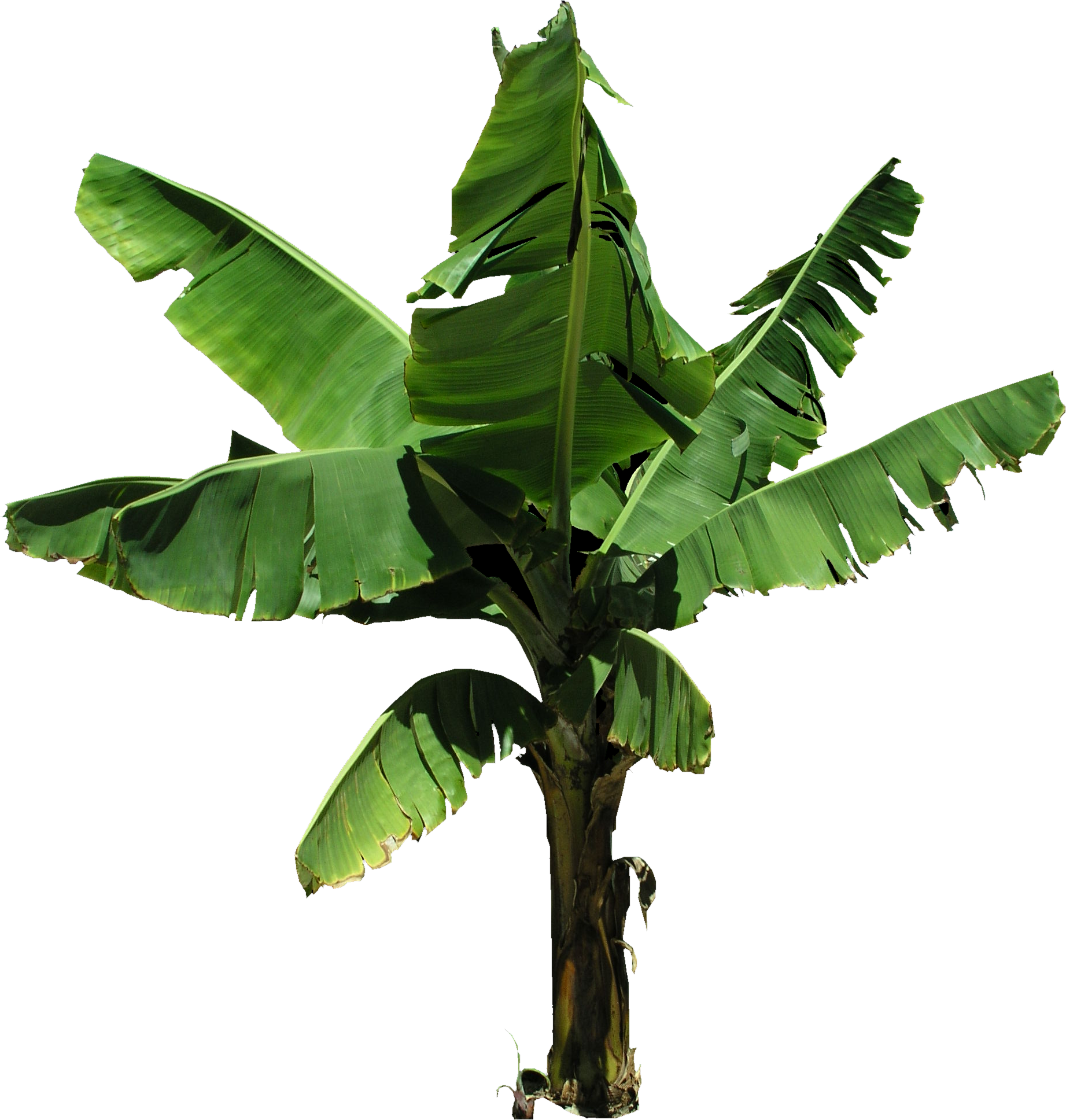 Plantain Banana Tree Png (1843x1936), Png Download
