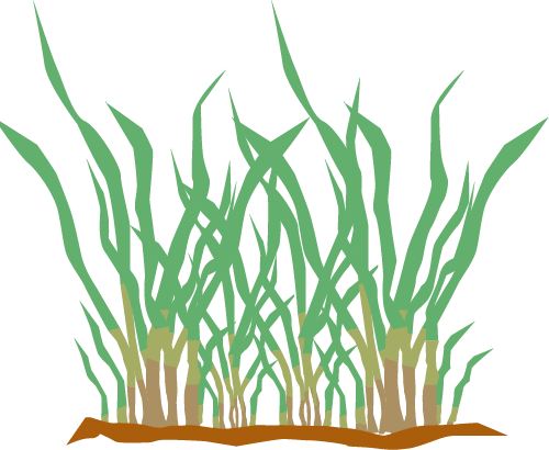 Selecting The Right Type Of Grass Can Be A Confusing - Grass (500x410), Png Download
