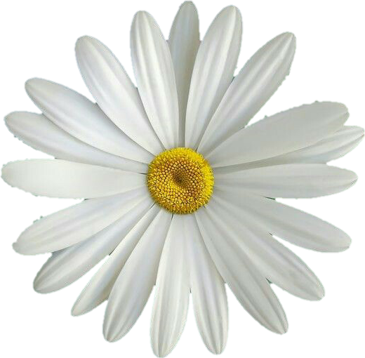 Flor Margarita Png - Daisy Notebook / Journal: Pocket Notebook / Journal (520x510), Png Download