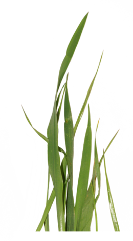 Sweet Grass Clipart - Clip Art (260x471), Png Download