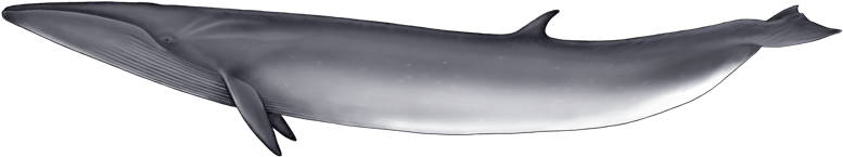 Blue Whale (800x400), Png Download