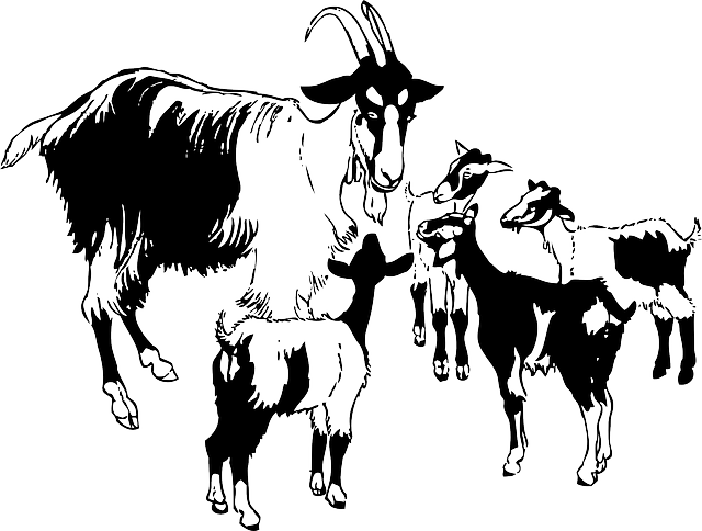 Animals, Baby, Kid, Kids, Cartoon, Mammals, Goat - Goats Clipart Black And White (640x484), Png Download