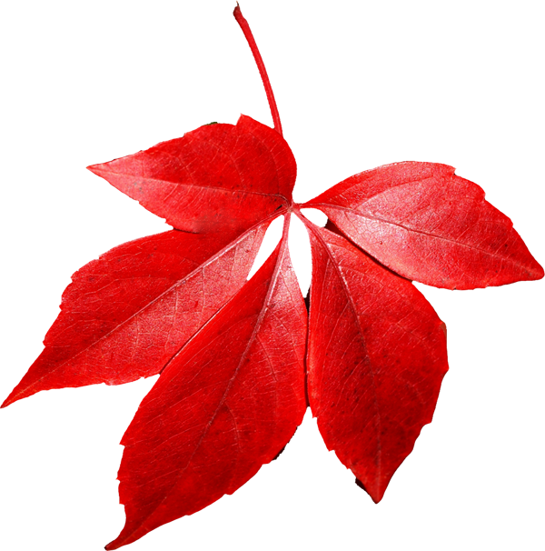 Free Png Autumn Leaf Png Images Transparent - Autumn Leaves Transparent Png (480x485), Png Download