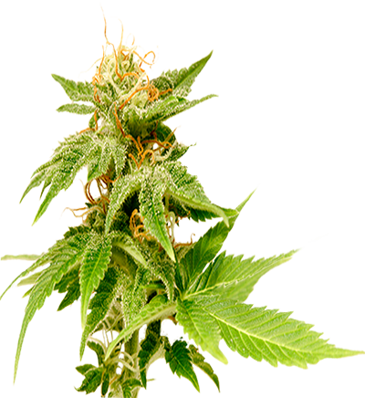 Getting Patients Marijuana Cards Since - Houseplant (400x436), Png Download