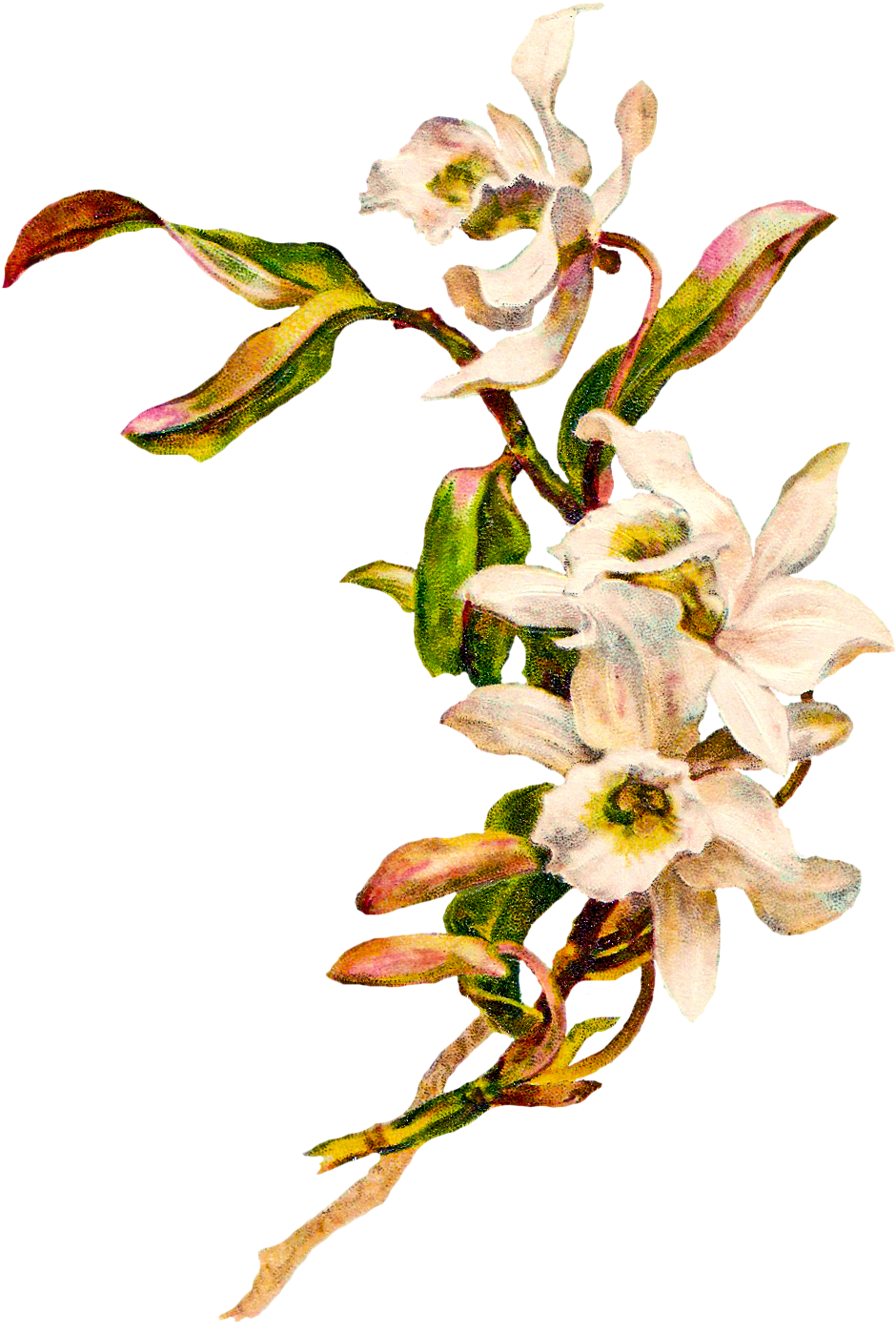 Flower Vintage Cliparts - White Flower Vintage Png (975x1432), Png Download