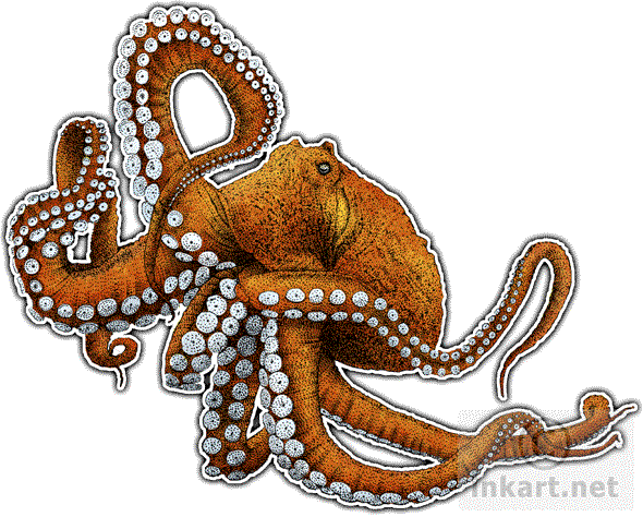Vector Free Wildlife Art - Giant Pacific Octopus Drawing (590x474), Png Download