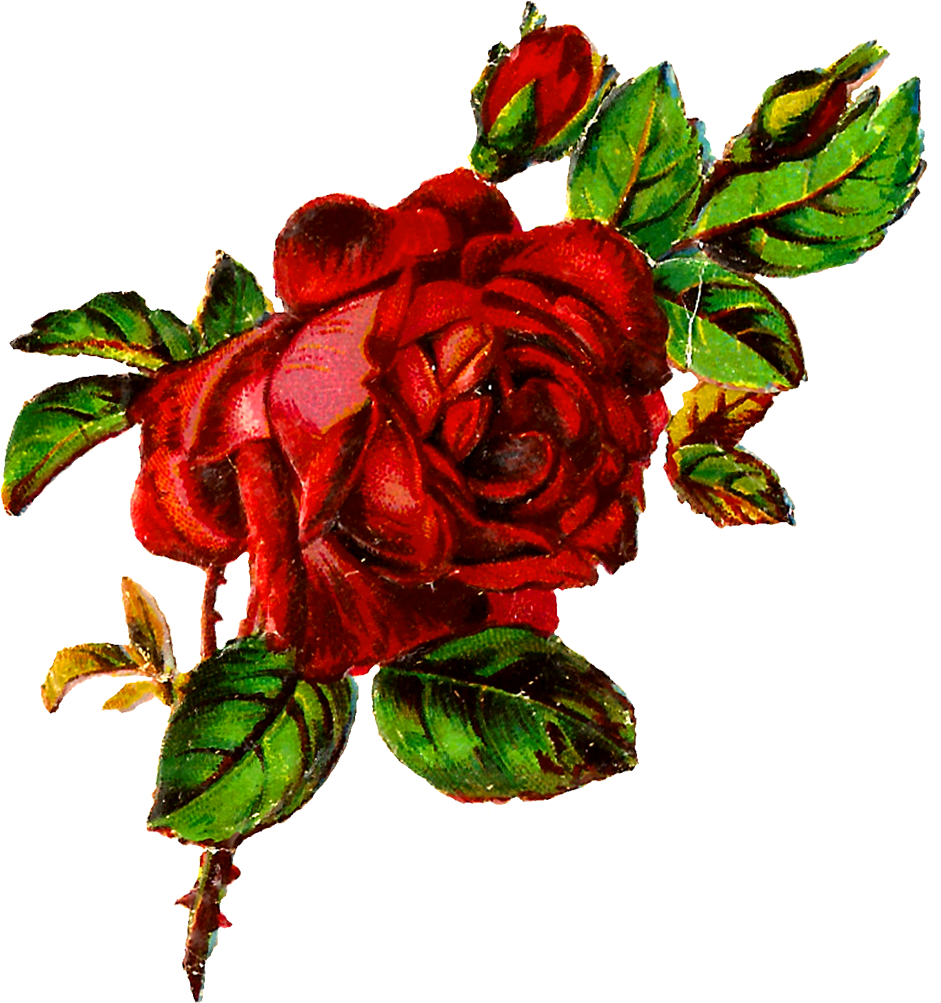 Digital Shabby Rose Image Download - Rose (1500x1590), Png Download