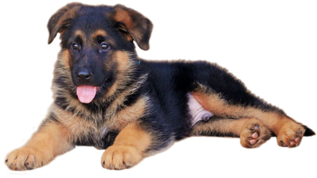 Cartoon German Shepherd Puppy (650x400), Png Download