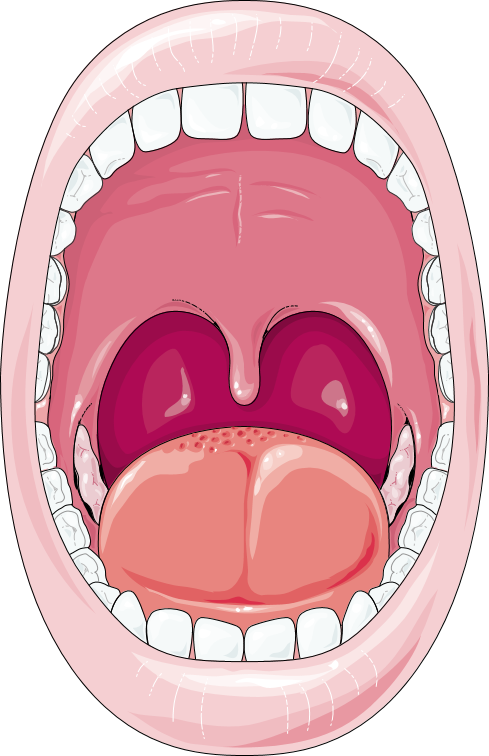 Download The Image - Cartoon Mouth Digestive System (489x756), Png Download