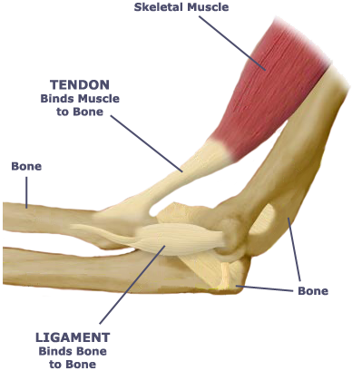 What Is The Relationship Between The Skeletal System - Tendon And Ligament Diagram (388x409), Png Download