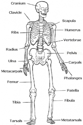 Skeletal System - Easy Human Skeleton Labeled (400x414), Png Download