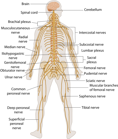 -a Major Regulatory System That Detects Sensations - Nervous System Diagram (510x599), Png Download