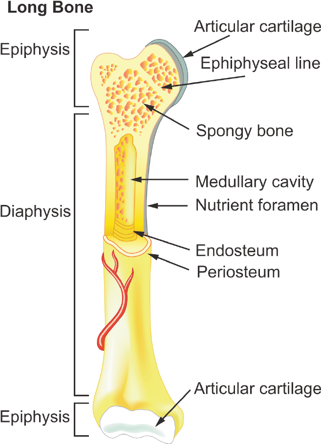 Structure Of A Typical Bone - General Features Of Long Bones (707x940), Png Download