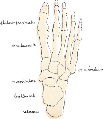 The Skeletal System - Bone (346x400), Png Download