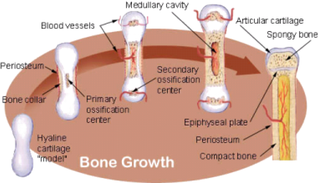 It's Starting To Develop A Backbone, For Starters, - Bone Development (702x395), Png Download