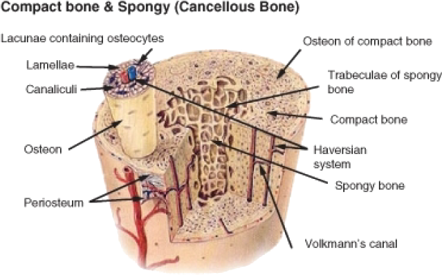 Download Transparent The Internal Structure Of A Bone - Compact Bone ...