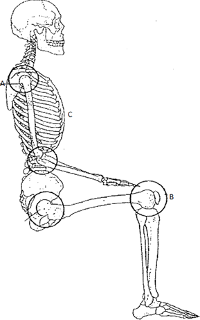 Figure Shows Human Being Skeletal System - Human (289x461), Png Download