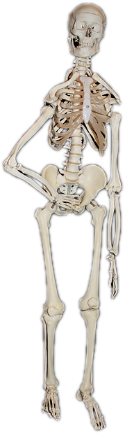Skeleton, Human, Bone, Skull, Skull And Crossbones - Bone (480x720), Png Download