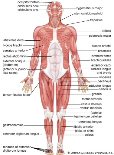 Skeletal System By Lucas Krish And Davin - Human Skeletal Muscular System (548x514), Png Download