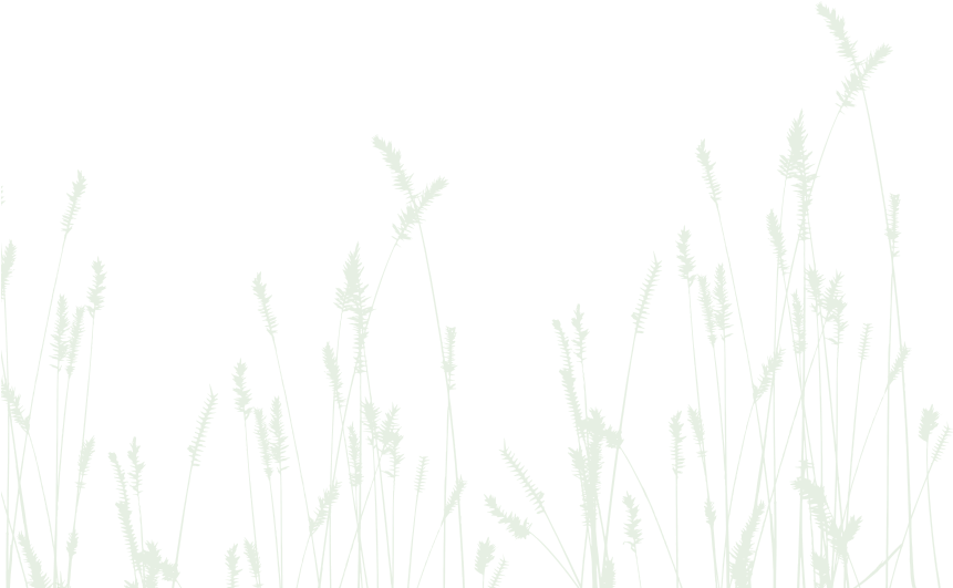 Grass Purple Bar - Stickers Muraux Nature : Epis De Blé (860x553), Png Download