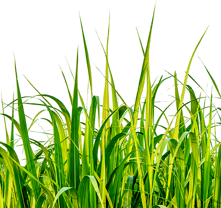 The Ajinomoto Difference - Graphic Designer (446x421), Png Download