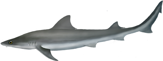 Australian Weasel Shark (561x244), Png Download