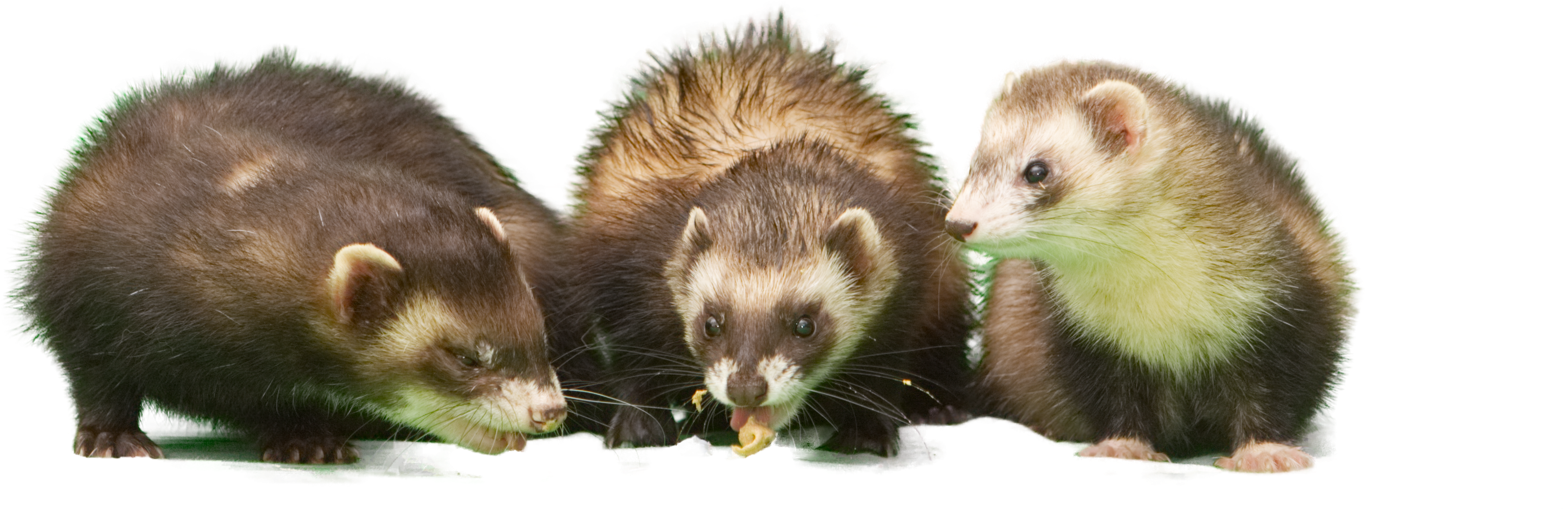 Post 21552 0 59356800 1499777344 Thumb (3908x2602), Png Download