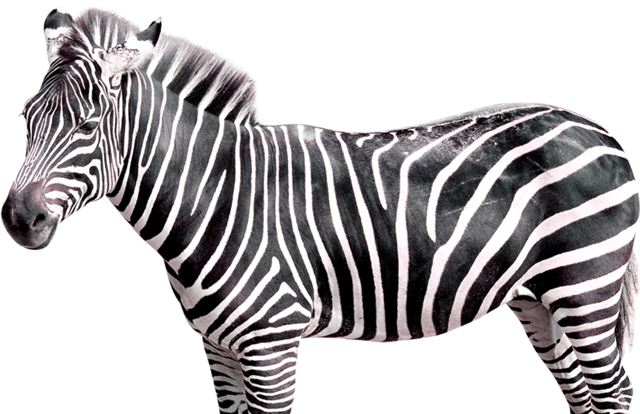 Plains Zebra - Photography Backdrops Vinyl Studio Props Photo Background (942x595), Png Download