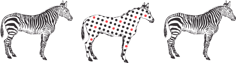 Zebra - Brand (800x228), Png Download