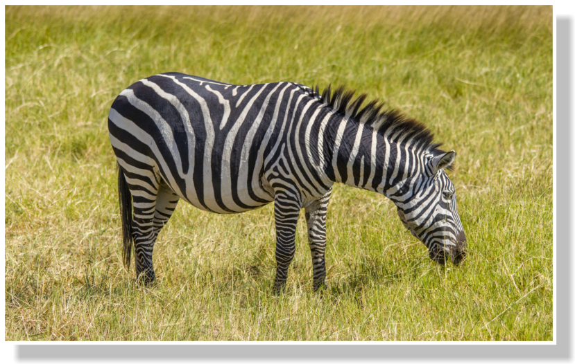 This Would Create Convection Currents Around The Zebra - Zebra (838x534), Png Download