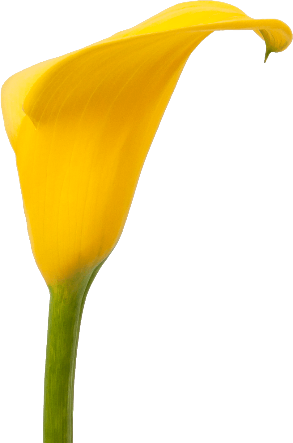 Calla Florex Gold - Giant White Arum Lily (1801x1801), Png Download