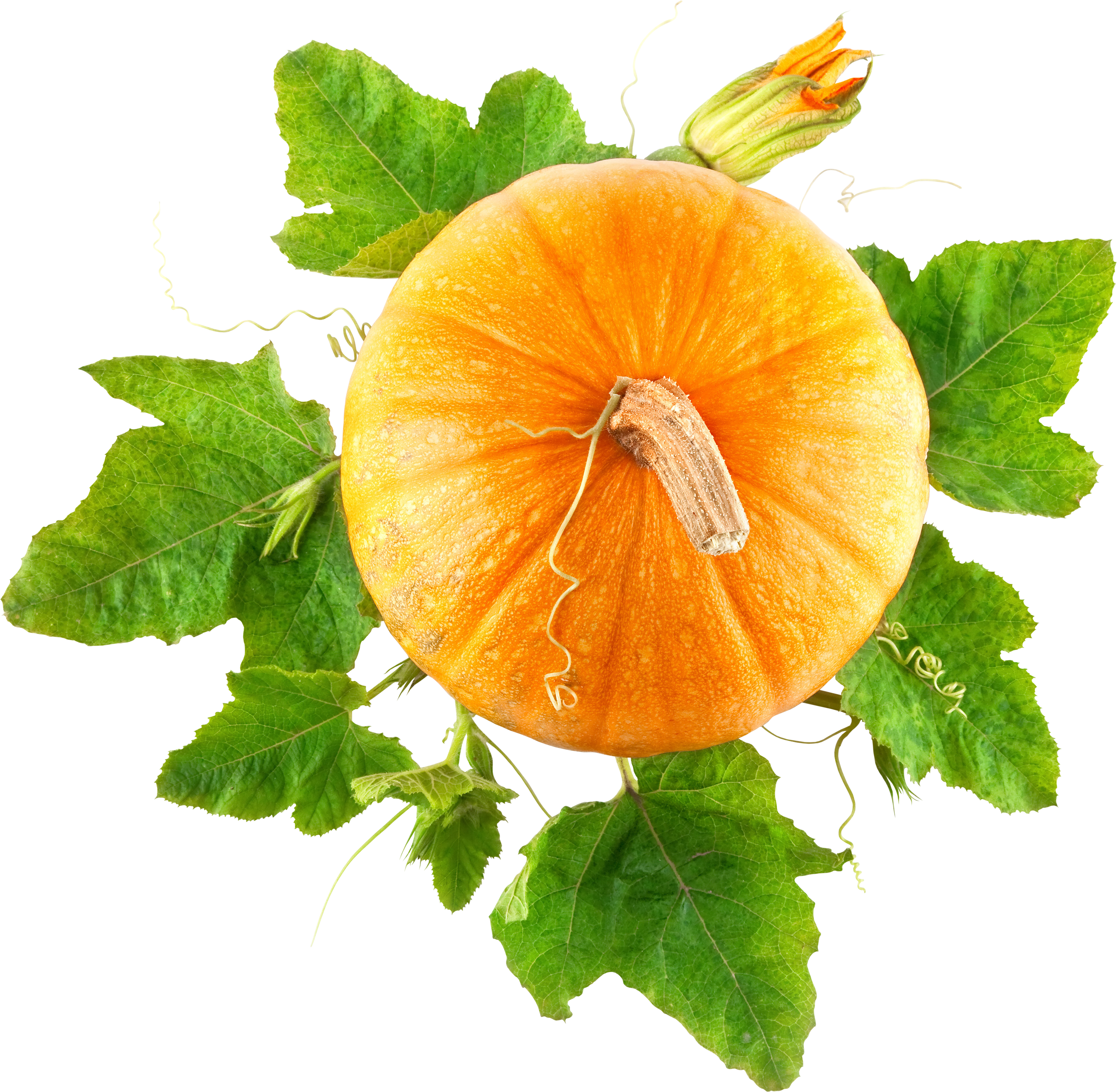 Pumpkin Top View Transparent Background (3504x3425), Png Download