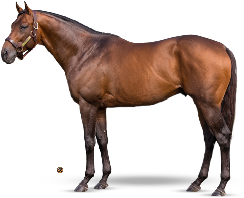 Commissioner - Teofilo Horse (500x400), Png Download