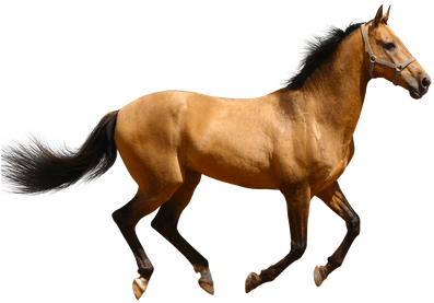 Horse Running Brown Sideview Transparent Png - Horse Png (400x400), Png Download