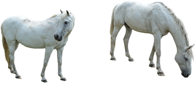 Horse Png Image Background Png Arts - Horse (1024x695), Png Download