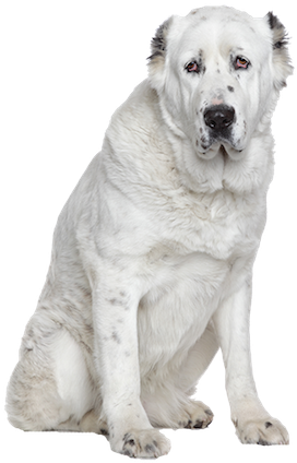 Why Choose A Central Asian Shepherd To Be The Star - Central Asian Shepherd Dog (ovtcharka) Training Guide (282x443), Png Download