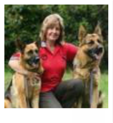 Welcome To Brayline German Shepherdswith Helen Squires - German Shepherd (361x394), Png Download