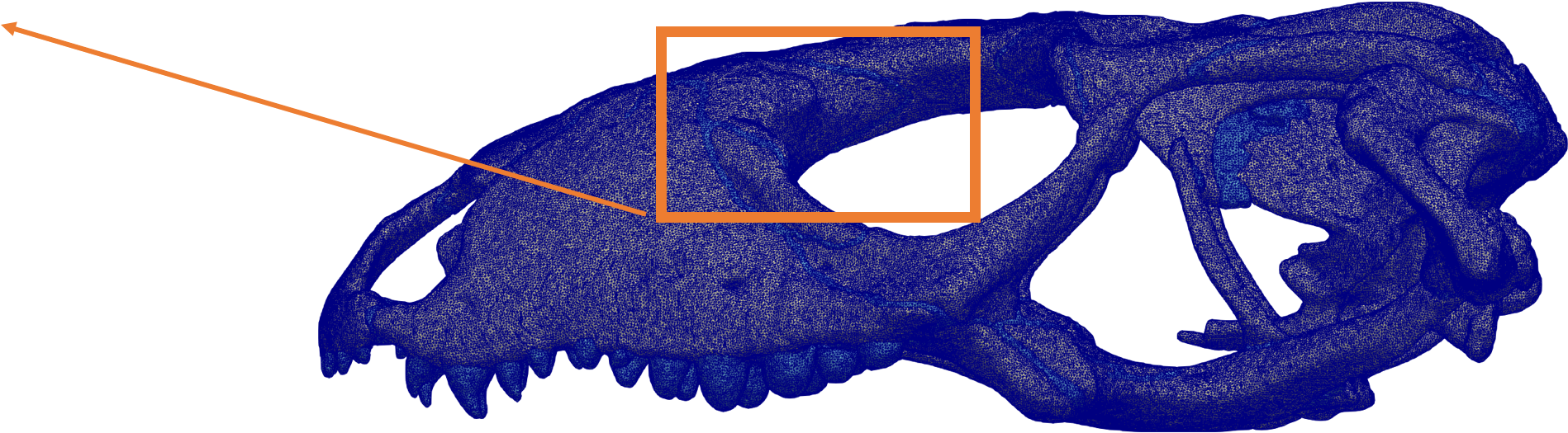 Why Is It Important To Understand How Skulls Deal With - Chesapeake Blue Crab (1923x712), Png Download