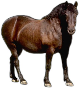 Farm Animals Png Download - Farm Animals Images Horse (500x400), Png Download
