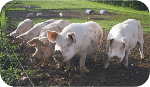 Infertility Investigation And Treatment - Too Many Pigs (494x288), Png Download