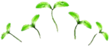 Plants Sticker - Overlays Mochi (433x358), Png Download