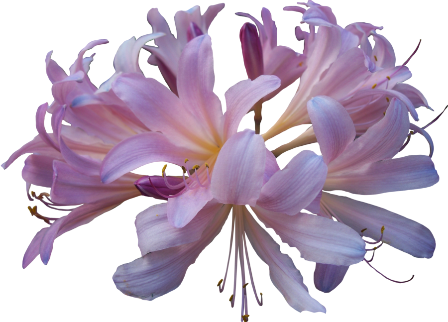 Lily Png Hd (900x647), Png Download