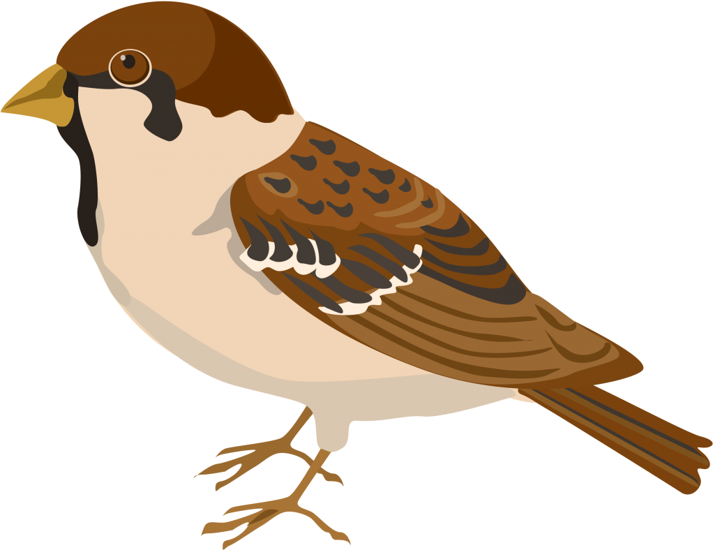 Sparrow Png Clipart - Pipit Clipart (1024x821), Png Download