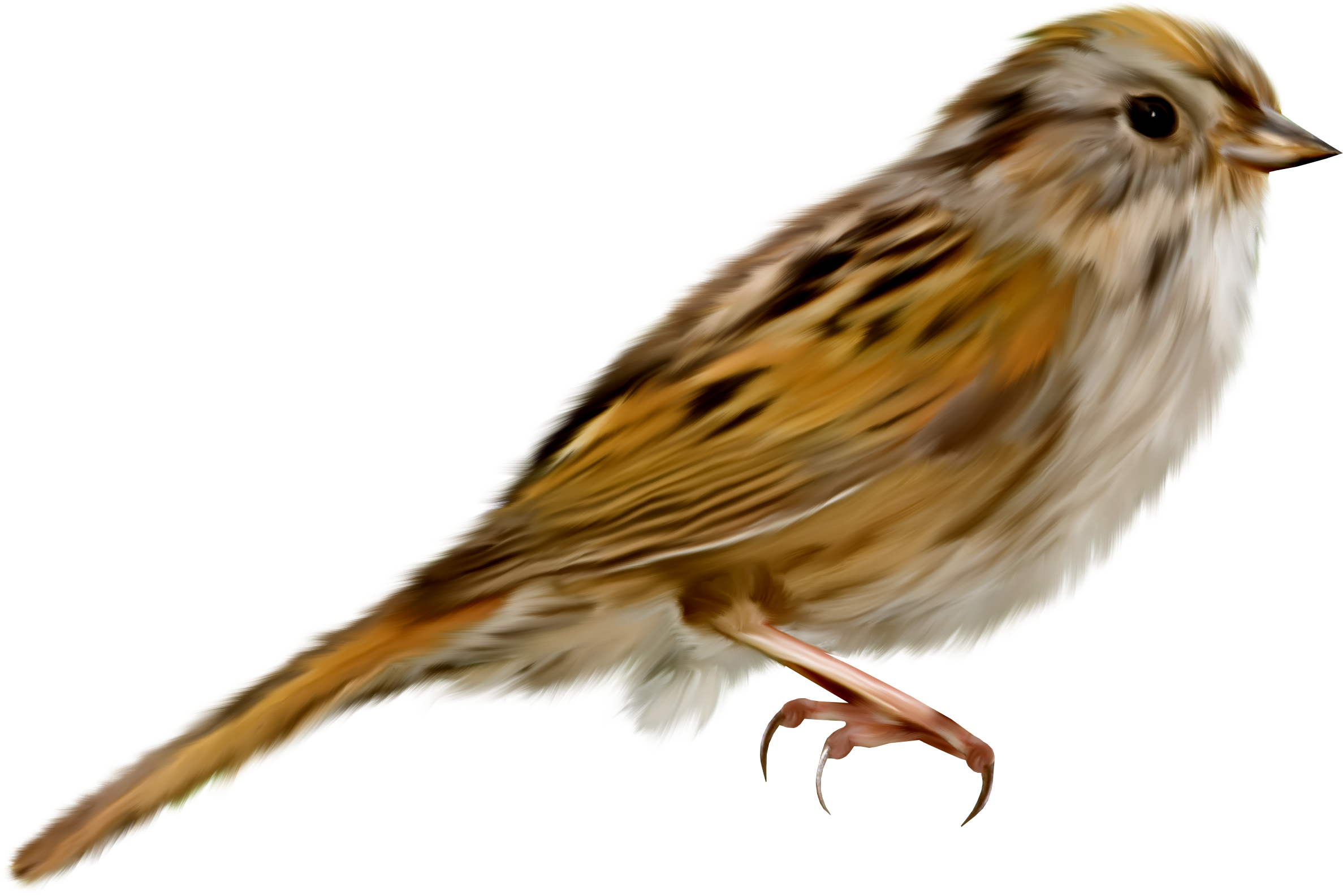 Sparrow Png (2375x1585), Png Download