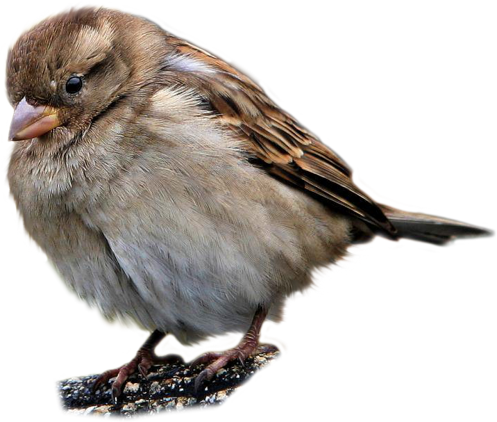 Best Free Sparrow Transparent Png File - Sparrow Png (716x607), Png Download