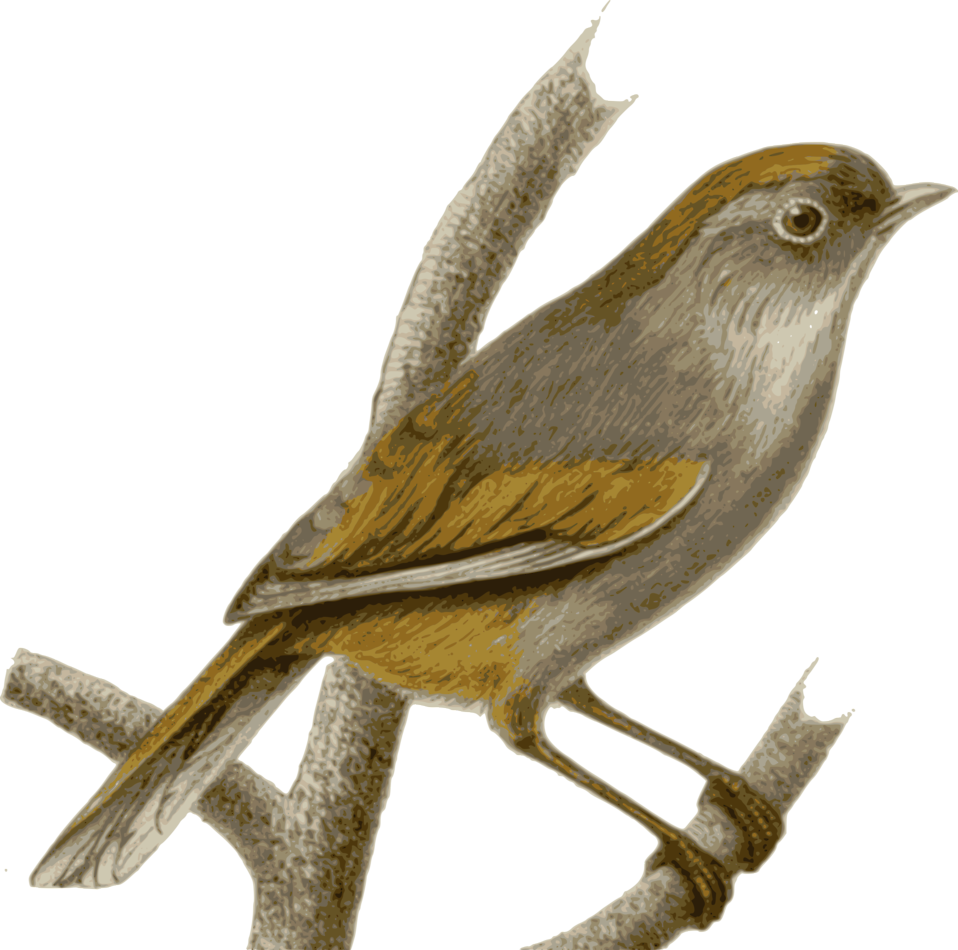 Sparrow Png Hd - Transparent Nightingale Bird Clipart (640x634), Png Download